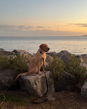 A golden Labrador sitting on a rock by the water at golden hour