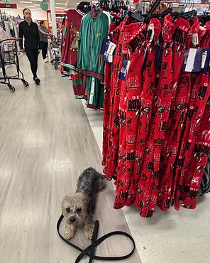 A small scruffy dog resting on a shop floor