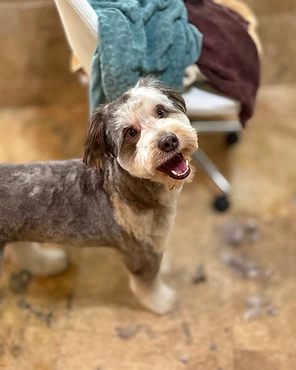 A grey and white shaggy dog after a groom