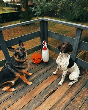 A German Shepherd and a German Shorthaired Pointer sitting on a deck