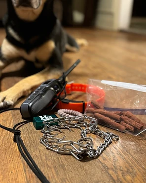 Grooming and training tools laid out on a wooden floor