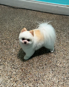 A small white Pomeranian looking up from a terrazzo floor