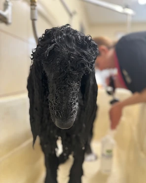 A black Poodle being bathed in a grooming sink