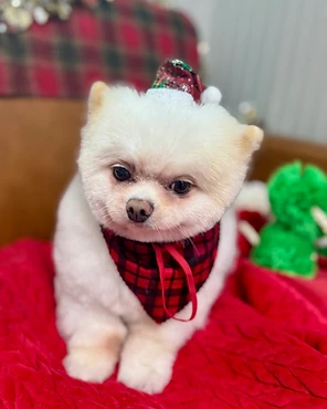 A white Pomeranian in a plaid bandana and a tiny Christmas hat