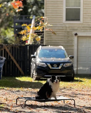 An Australian Shepherd sitting on a raised cot outdoors in autumn