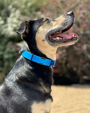 A black and tan dog in profile wearing a blue collar outdoors