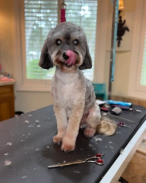 A grey and white doodle on a grooming table as its coat is trimmed