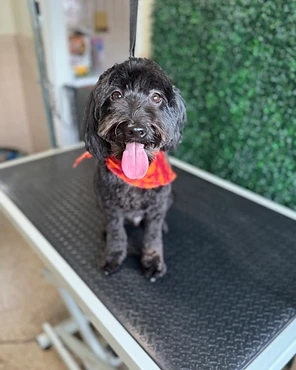 A black curly-coated dog in an orange bandana on a grooming table