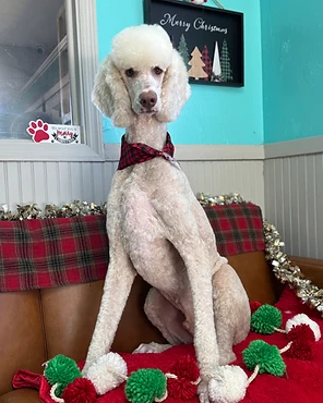 A white poodle in a red plaid bandana on a couch dressed for Christmas