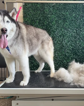 A husky on a grooming table beside its brushed-out coat