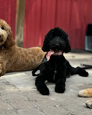 Four freshly groomed dogs resting together side by side