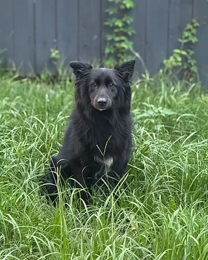 A long-haired black dog sitting upright in the grass
