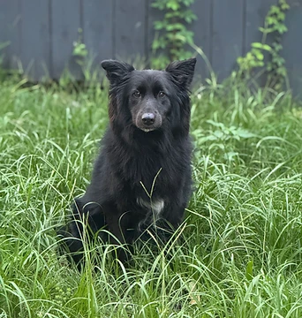 A long-haired black dog sitting upright in the grass