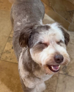 A small groomed dog smiling on a marble floor