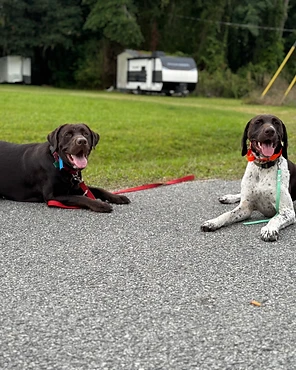 A chocolate Labrador and a German Shorthaired Pointer resting on a path