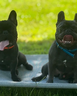 Two French Bulldogs sitting together on a raised bed outdoors