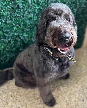 A black curly-coated dog sitting in front of a boxwood wall