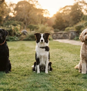 Small group of well-mannered dogs training together on a lawn