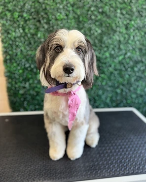 A white and grey dog in a pink bandana on a grooming table