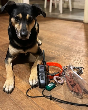 A black and tan dog resting beside training equipment on a wooden floor