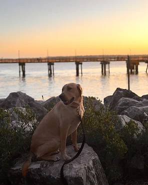 A yellow Labrador on a coastal rock at sunset