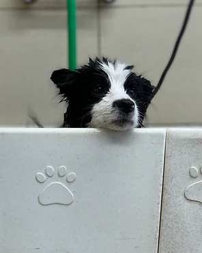 A black and white puppy being bathed at a tiled wash station