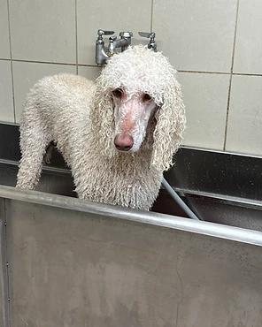 A white Poodle being bathed in a stainless steel tub