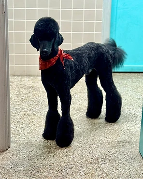 A groomed black Poodle standing indoors