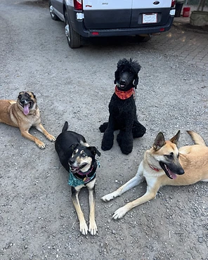 Four dogs resting together on gravel beside a white van
