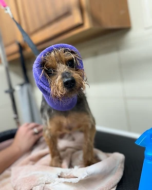 A small wet dog wrapped in a purple towel during grooming