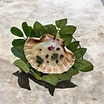 Scallop in Shell