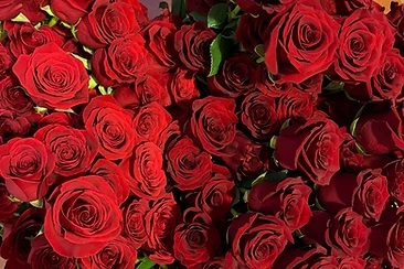 Deep Red Roses