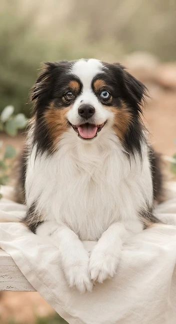 A tri-color dog resting on soft linen with pastoral sage foliage