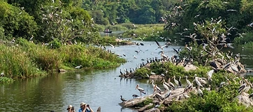 Ranganathittu Bird Sanctuary
