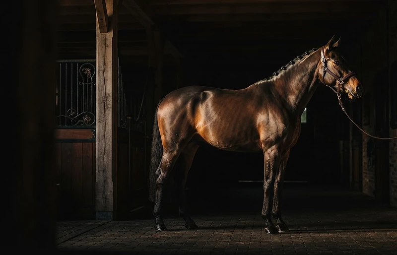 A sport horse standing in profile in a pristine barn aisle at dawn, lit with warm Rembrandt-style lighting