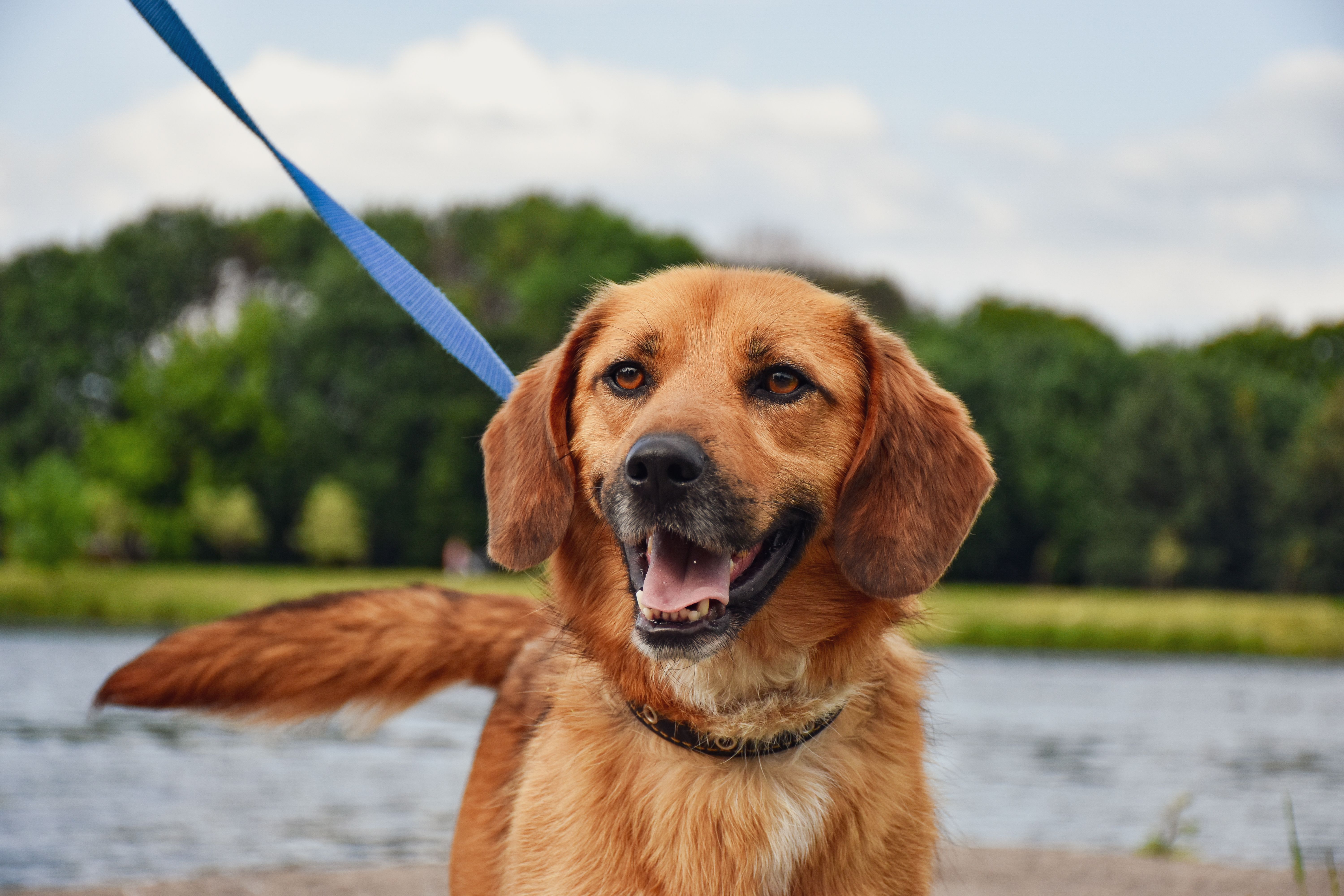Mon chien tire en laisse : comprendre pourquoi pour mieux l'accompagner