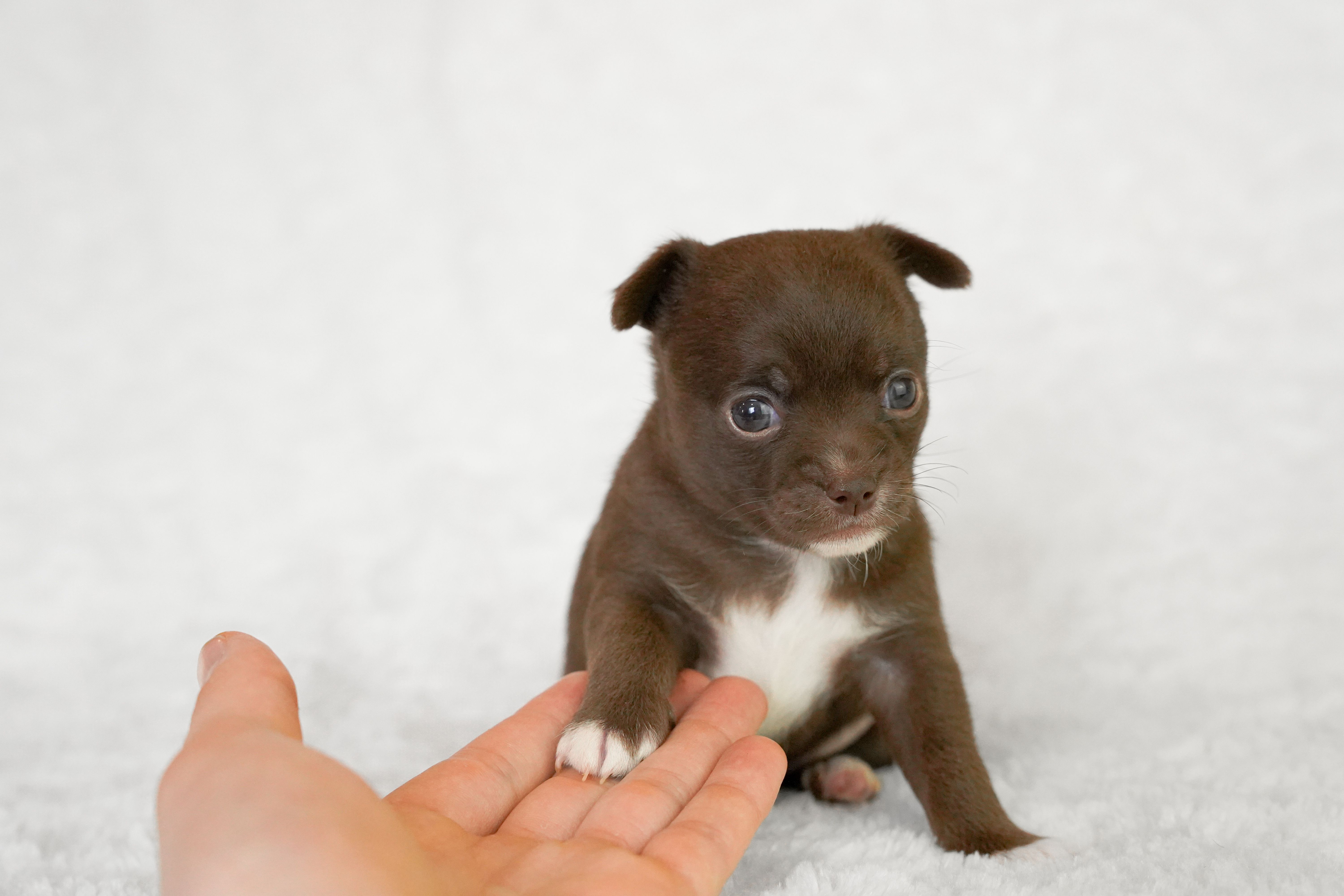 Accueillir un chiot : les 5 erreurs fréquentes à éviter dès la première semaine