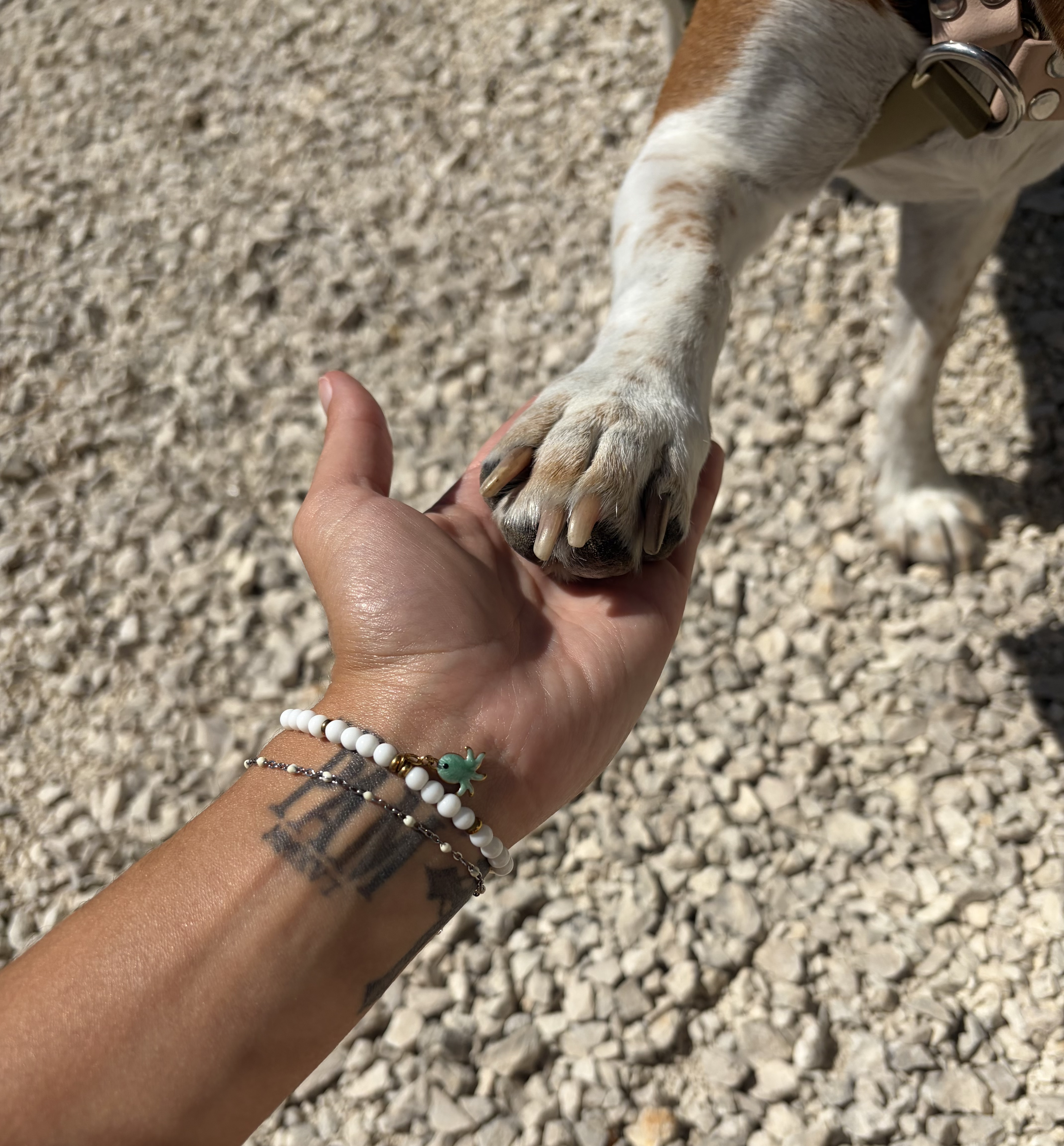 Connexion humain-chien