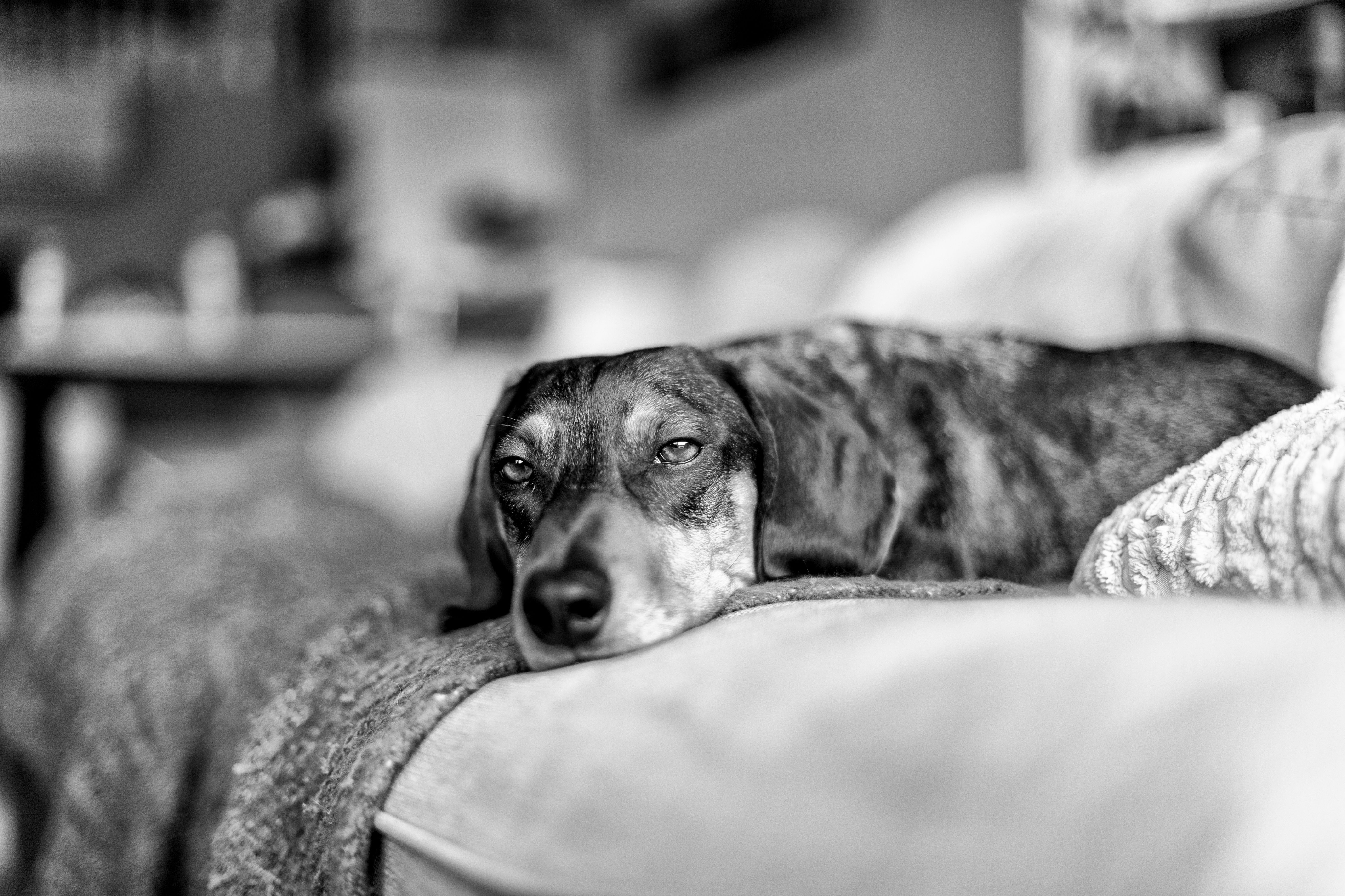 Rentrée et changement de rythme : prémunir son chien de l'anxiété de séparation