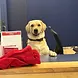Winston, the Warrandyte Primary School wellbeing dog
