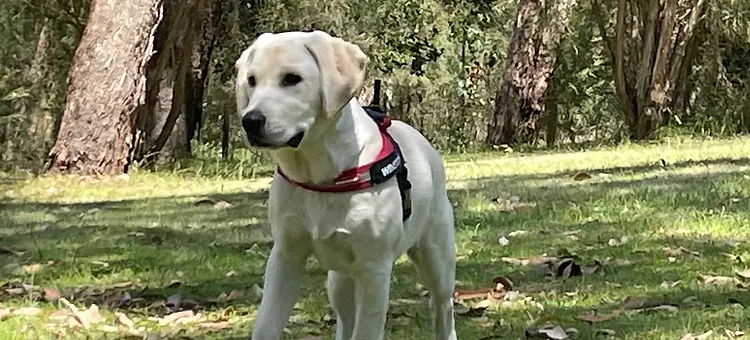 Winston the school dog in the bushland grounds