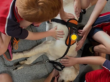 Students gently patting Winston the wellbeing dog together