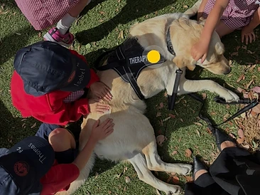 Winston the wellbeing dog relaxing on the grass surrounded by students