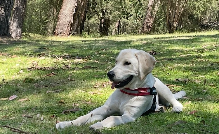 Winston the wellbeing dog relaxing in the school grounds