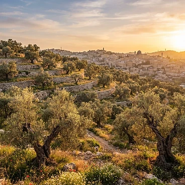 Ancient olive groves on the terraced hills of Bethlehem