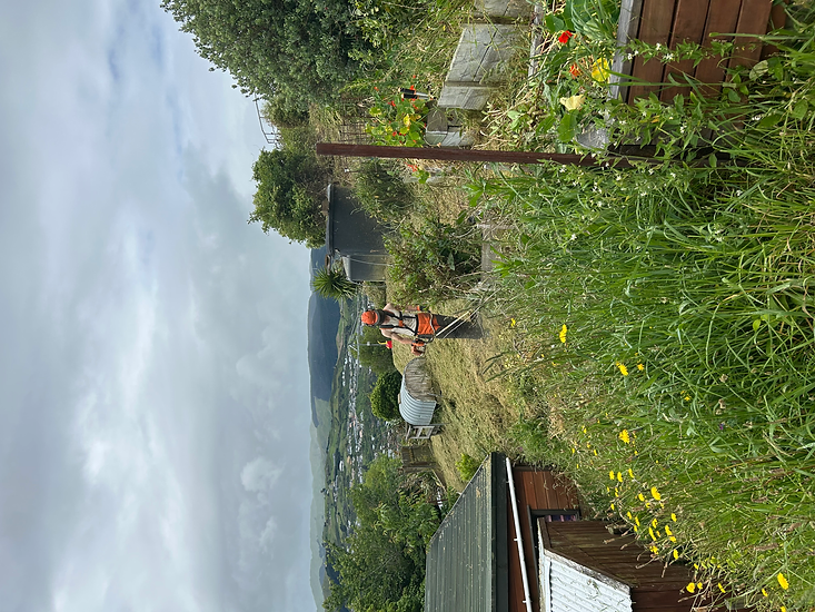 Overgrown hillside work in the Wairarapa