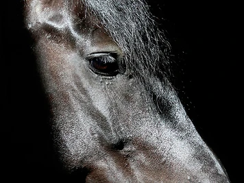 Les chevaux d’Akita