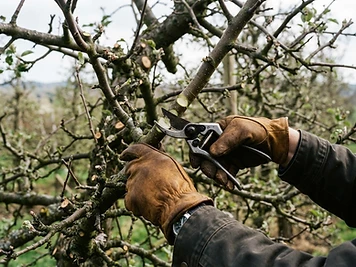 Taille d'un arbre fruitier à Dole avec sécateur pour maîtriser le développement
