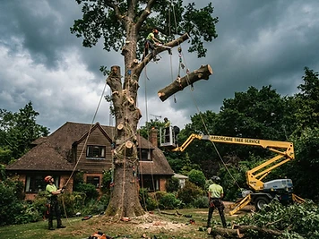 Abattage d'un arbre à Dole avec démontage progressif près d'une habitation