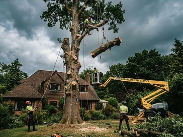 Abattage d'un arbre à Foucherans (39)